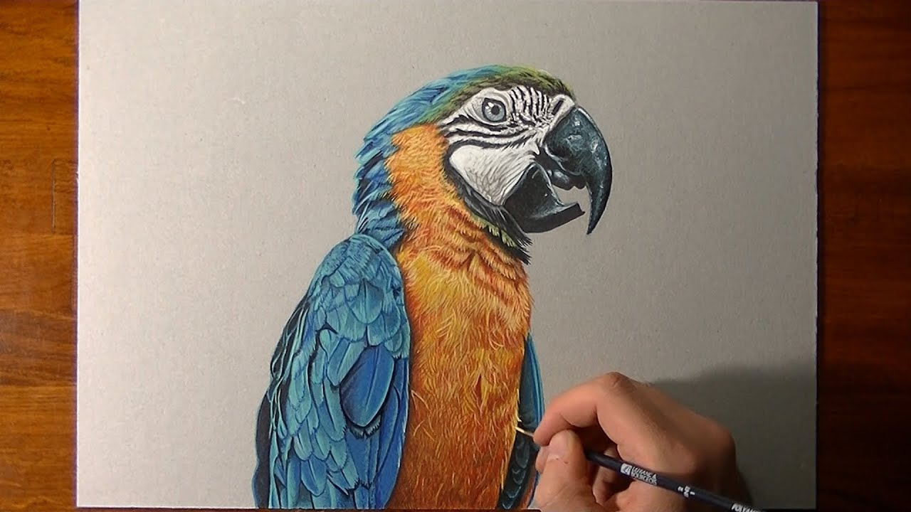 Realistic Parrot - Drawing video tutorial by Marcello Barenghi