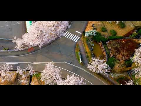薬学科 桜満開のキャンパス2021