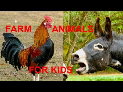 Die besten Tierstimmen für Kinder - FARM ANIMAL SOUNDS FOR KIDS -  Sonidos de animales de la granja