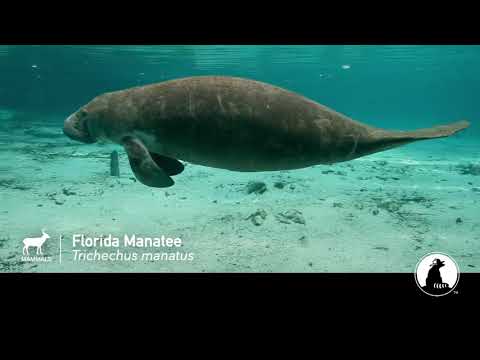 Florida Manatee | ESA @ 50