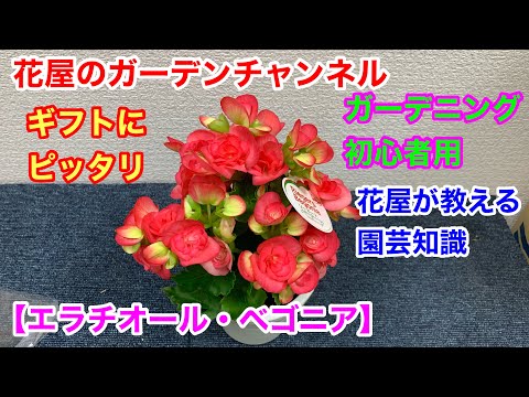 エラティオールベゴニア、屋内ベゴニア 植物