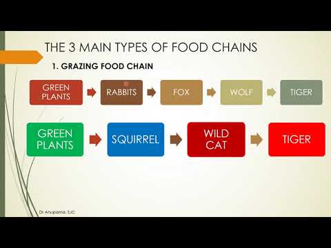 Food Chains of Ecosystem