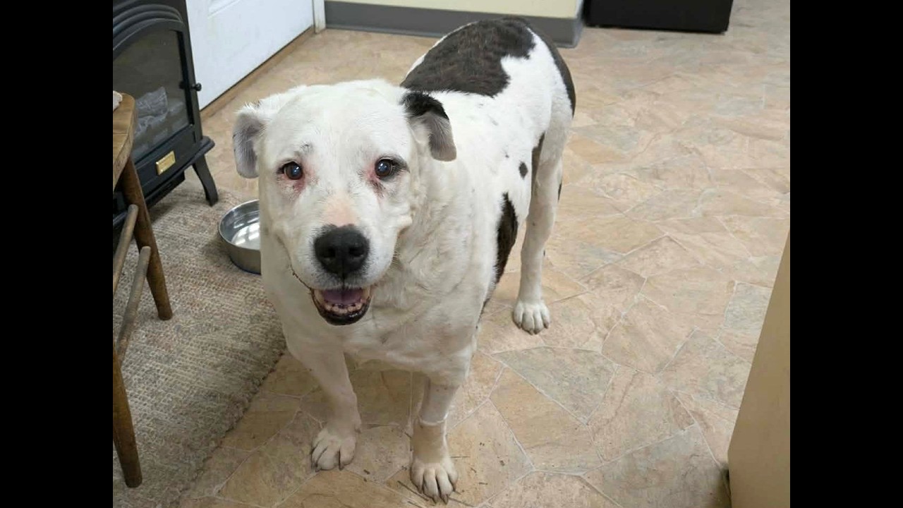 Enlarge Brownie (HOSPICE FOSTER NEEDED), a Adoptable mixed breed in Monroe, WA video 6/6