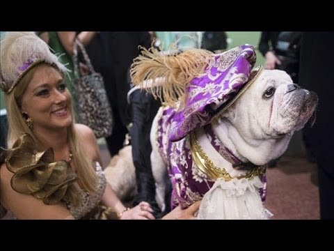 Decked-Out Dogs Strut Their Stuff on the Runway