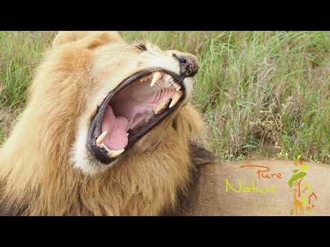 Roaring Lion in the wild