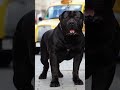 Black Boerboel Shorts
