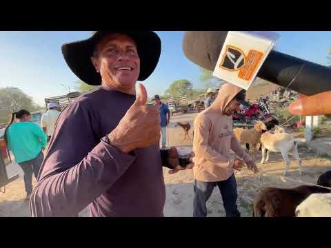 Ovelha e Suíno em Senador Rui palmeira - AL 30 - - 12 - 2025 #nordeste