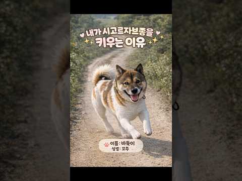 시고르자브종을 키워야 하는 이유