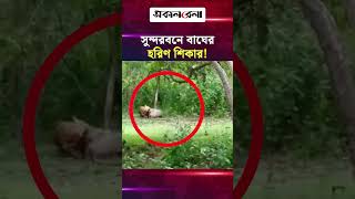 ক্যামেরায় ধরা পড়লো সুন্দরবনে বাঘের হরিণ শি/কার! | Daily Sakalbela