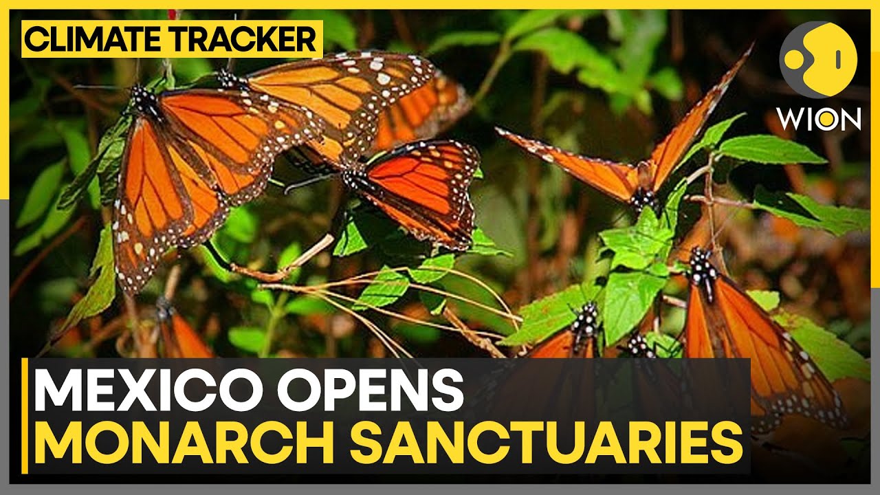 Mexico: Migration Season Begins For Monarch Butterflies | WION