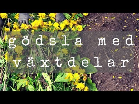 Gödslar odlingslåda med växtdelar