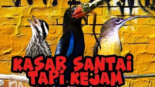 Download lagu masteran santai nilai tinggi | pelatuk beras pijantung pisang dan tengkek udang jawa mp3 Download lagu masteran santai nilai tinggi | pelatuk beras pijantung pisang dan tengkek udang jawa mp3