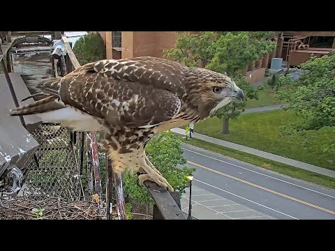 An Evening Visit by Young Red-tailed Hawk "O1" | #CornellHawks | July 9, 2025