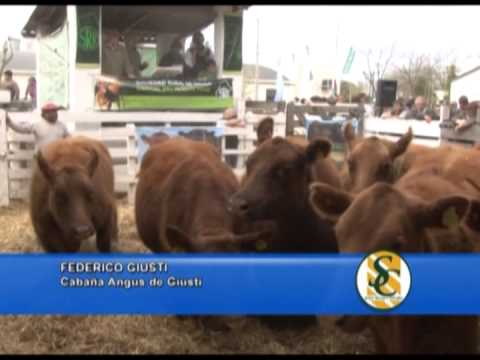 FEDERICO GIUSTI - Angus de Giustti - Rauch - 26/09/2013