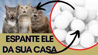 COMO ESPANTAR GATOS DO SEU QUINTAL - 4 DICAS SIMPLES PARA acabar com a Invasão dos Felinos
