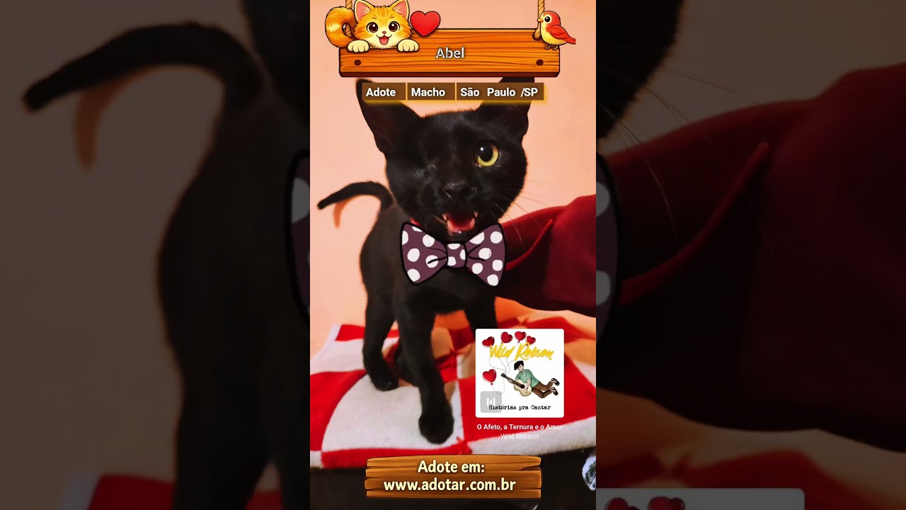 Gato raça SRD-ViraLata idade 2 a 6 meses nome Abel