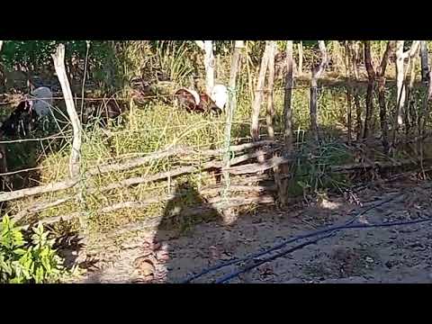 Novo jardim no sitio