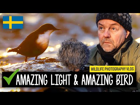 Photographing the DIPPER in Sweden. What a bird! Wildlife Photography Vlog