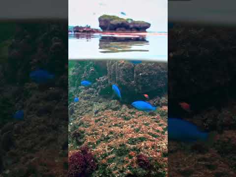 沖縄ダイビング