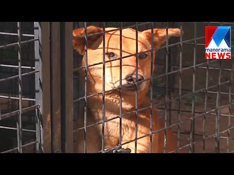 Stray dog sterilization project under crisis in Wayanad | Manorama News