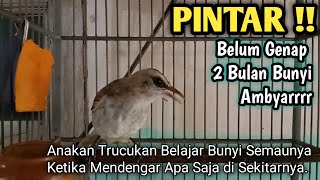 Download lagu Ternyata Begini Proses Anakan Trucukan Belajar Bunyi Sebelum Ahirnya Ambyarrrr mp3