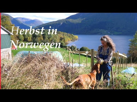 , title : 'Herbst in Norwegen als Selbstversorger | Lebe deinen TRAUM'