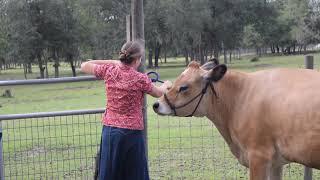 How to Train a Cow to Lead - Halter Break a Cow - Raising a Family Milk Cow 3