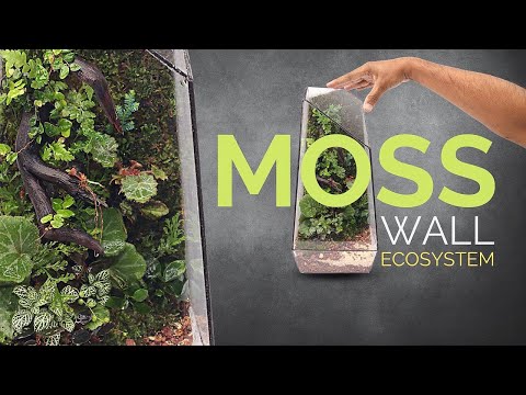 How to make a moss wall ecosystem (In depth closed terrarium tutorial)