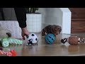 Miniature Dachshund dogs for sale: Callie - Video 1