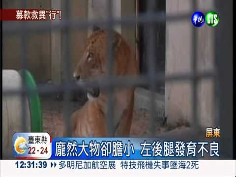 基因缺陷 獅虎獸阿彪腿瘸不能站