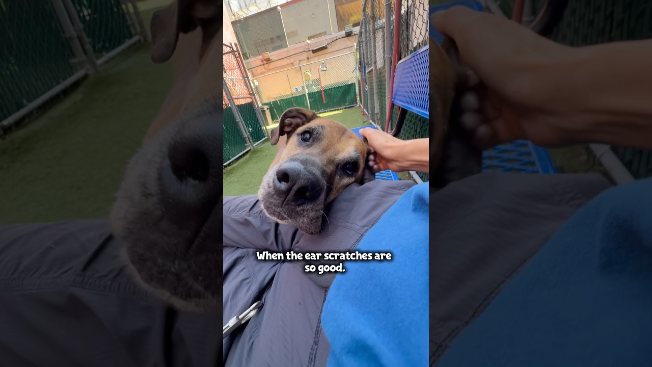 Enlarge Champ, a Adoptable mixed breed in Edgewater, NJ video 5/5