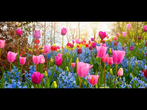 🌺🌷BLÜTENTRÄUME Frühjahr / Sommer 2023 😎 Sommer-Impressionen😍 Blossom dreams 2023 🌻u.a. Keukenhof