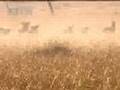 Cheetah Vs Wildebeest BBC Wildlife