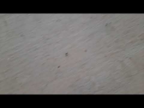 Ant life | fascinatingly fast? | interesting lives around us everywhere | positive vibes