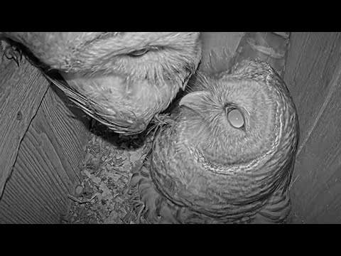 Blue Jay Breakfast For Barred Owl Family In Indiana – April 3, 2024