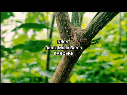 Nduru Datuk Muda Barus Karoeke