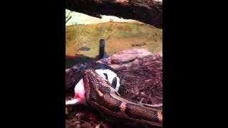 Snake eating a bunny at the zoo part 1