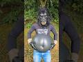 Gorilla’s Tummy Turns into a Balloon! 😱🦍🎈