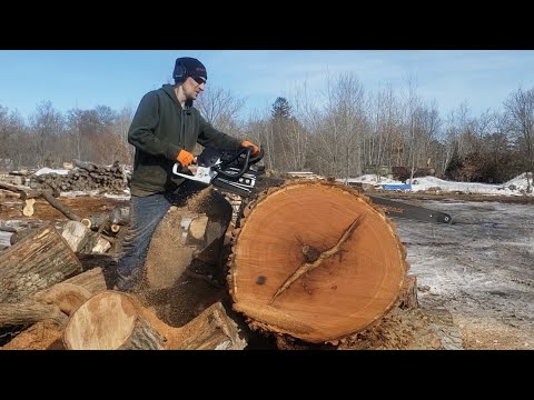 Ported stihl MS881 in HUGE red oak... 59" Cannon 404 semi chisel chain... pipe demo bonus clip