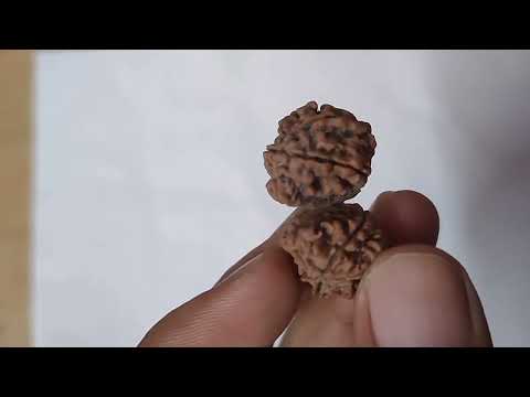 Gowri Shankar Rudraksha. Order Online.
