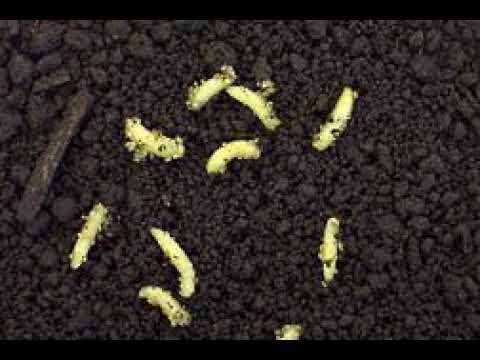 Podcast 774: Maggots