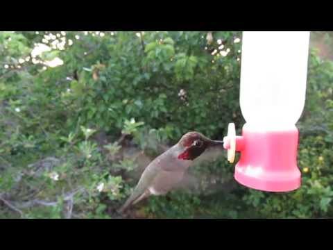 Male Anna's Hummingbird at my Feeder
