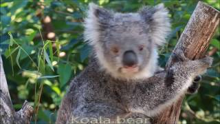 Mammal - They Might Be Giants (with lyrics)