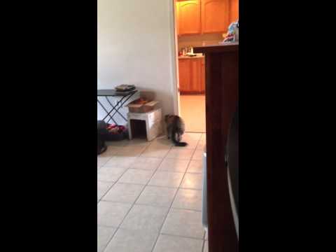 Cat meowing constantly for no reason