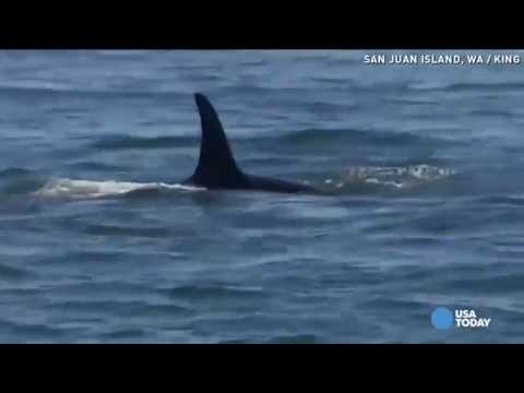Rare orca calves get protection patrols
