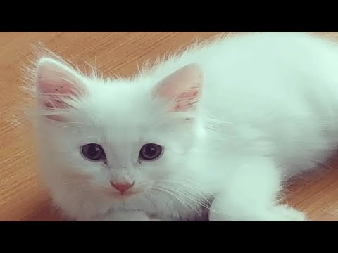 Спасение брошенного котенка Теперь котенок будет жить у нас