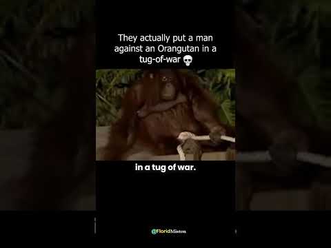 Man vs Orangutan in a Tug-of-War 😯