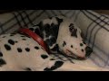 102 Dalmatians Trailer