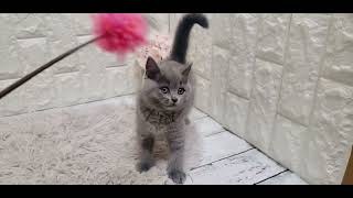 ブリティッシュショートヘアの動画01