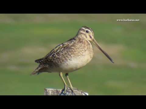 Agachadiza común ( Gallinago gallinago ) Snipe
